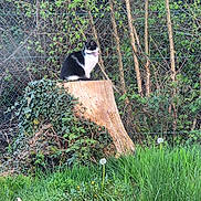 Cachou participe au concours pour gagner de l'argent avec cette photo : animal, black_and_white_cat, cat, dandelions, fence, garden, garden_tool, grass, greenery, ivy, nature, outdoors, pet, portrait, sitting, tree_stump, trees, vertical_photo, wildlife, woodland