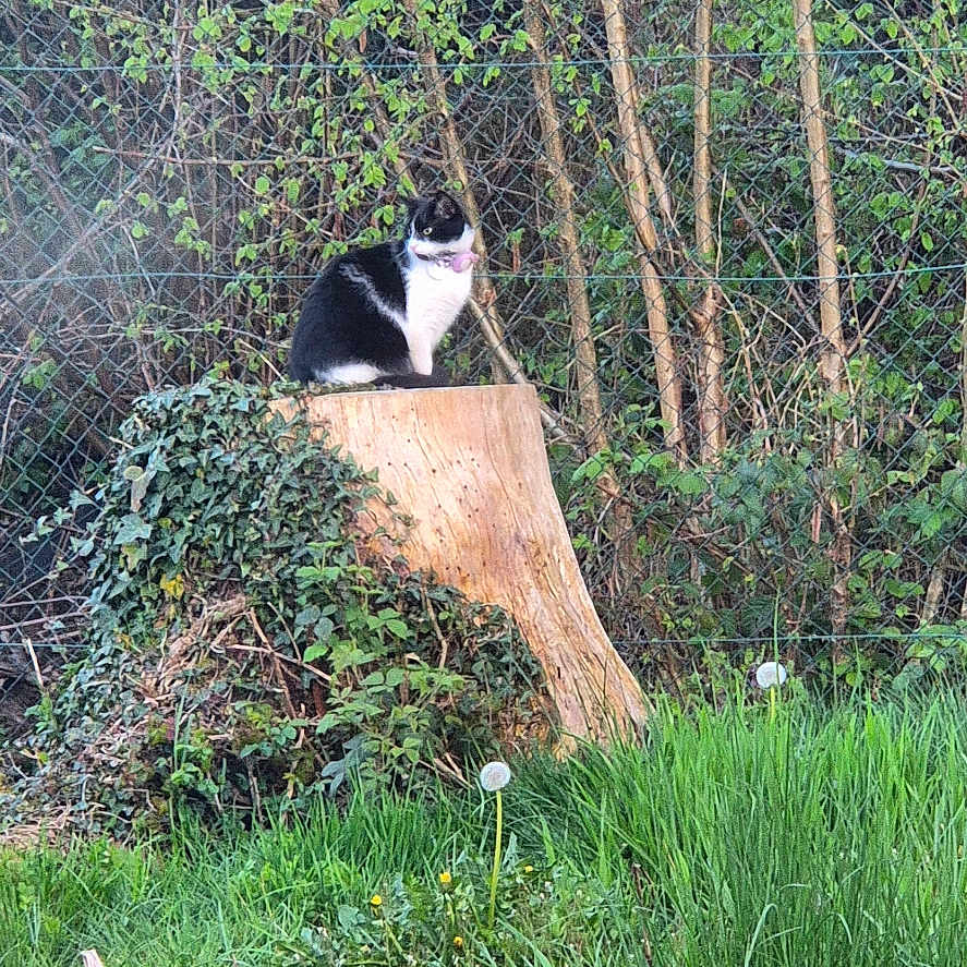Cachou