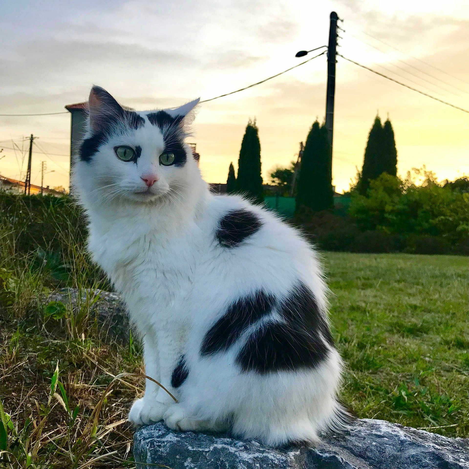 Beb'S a rejoint le concours — aidez-le/la à gagner de superbes lots ! animal, backyard, cat, field, grass, grassland, green, kitten, lawn, manx, nature, outdoors, pet, plant, rock, sky, tree, utilitypole, vegetation, yard