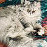 Muxu participe au concours pour gagner de l'argent avec cette photo : cat, fluffy, gray_cat, lying_down, bed, blanket, patterned_blanket, leaf_pattern, indoor, pet, feline, relaxed, fur, amber_eyes, cozy, sunlight, resting, cute, animal, domestic_cat