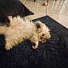 cat, fluffy, lying_down, indoor, rug, tile_floor, curious, pet, animal, cozy, furniture, pillow, relaxed, cute, whiskers, fur, domestic, playful, resting, home