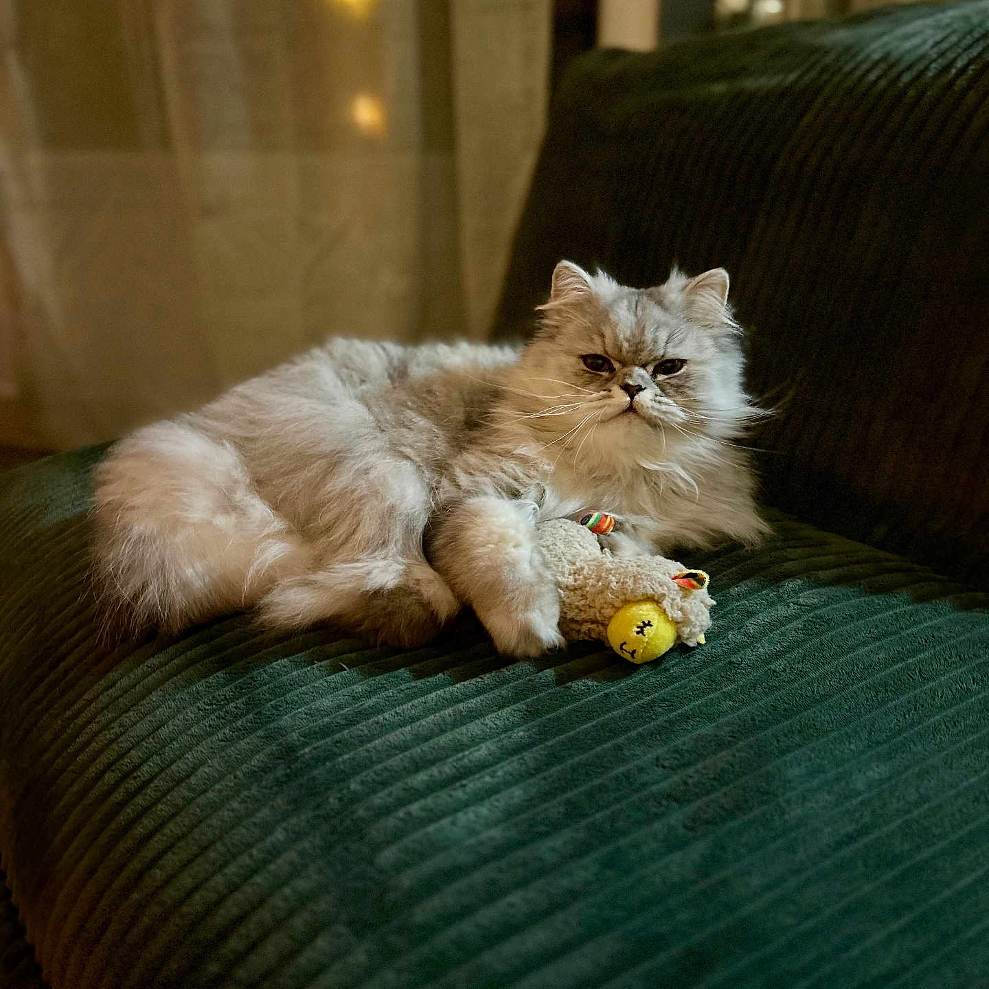 Muxu participe au concours pour gagner de l'argent avec cette photo : cat, fluffy, toy, stuffed_animal, couch, indoor, pet, relaxed, fur, animal, feline, comfort, cozy, home, green, texture, resting, cute, playful, domestic