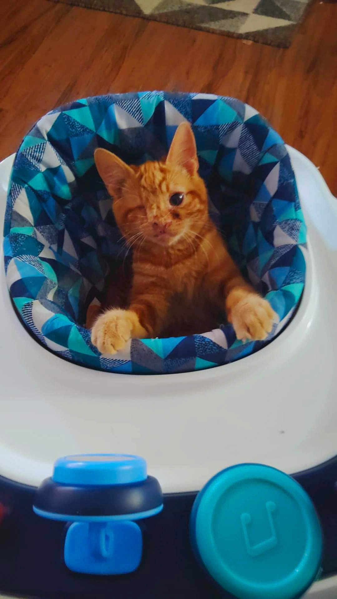 Peter is registered to the contest to win money with this photo: kitten, cat, orange_cat, one-eyed_cat, baby_walker, blue_pattern, indoor, wooden_floor, curious, pet, animal, cute, small, feline, paws, seated, looking, domestic_cat, one_paw_up, one_paw_down