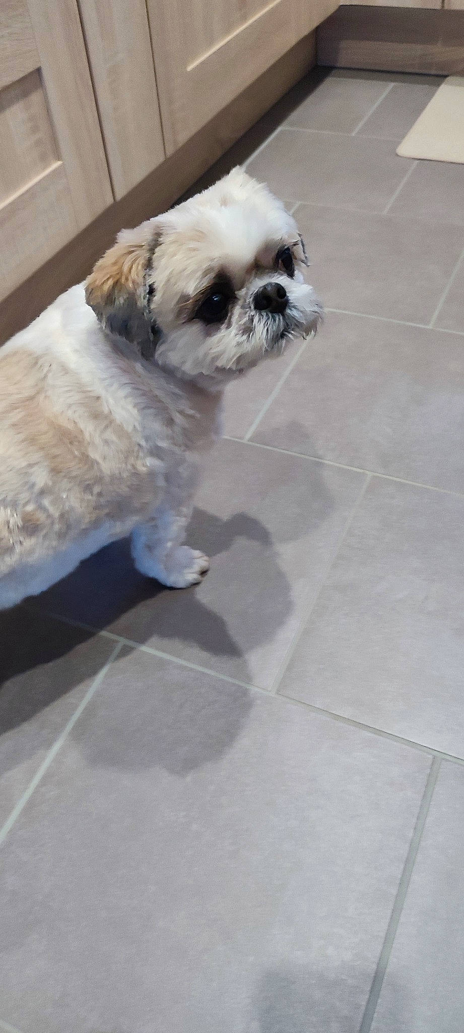 Loupiot participe au concours pour gagner de l'argent avec cette photo : canidae, carnivore, companion_dog, dog, dog_breed, fawn, flooring, fur, liver, mal_shi, maltepoo, pet_supply, shih_tzu, snout, sporting_group, tail, terrier, tile_flooring, toy_dog, working_animal