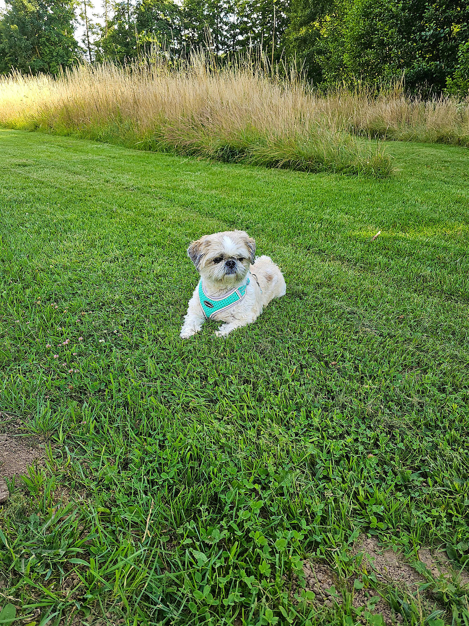 Loupiot participe au concours pour gagner de l'argent avec cette photo : canidae, carnivore, companion_dog, dog, dog_breed, fawn, garden, grass, grassland, groundcover, hat, lawn, meadow, people_in_nature, plant, shrub, soil, sporting_group, toy_dog, tree