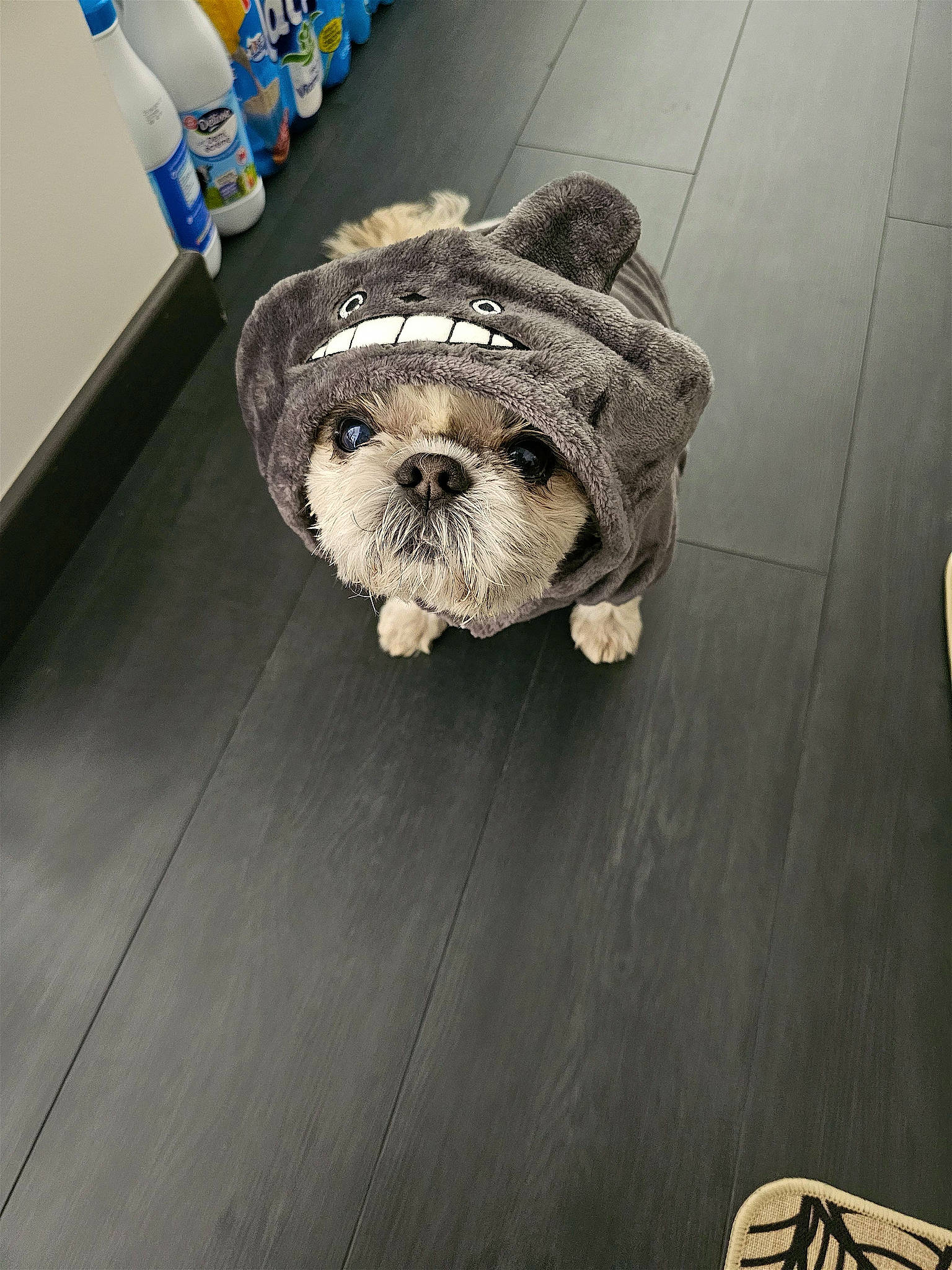 Loupiot participe au concours pour gagner de l'argent avec cette photo : canidae, carnivore, companion_dog, dog, dog_breed, dog_clothes, dog_supply, floor, flooring, fur, hardwood, plastic_bottle, small_terrier, snout, sporting_group, terrier, toy_dog, water_bottle, wood, working_animal