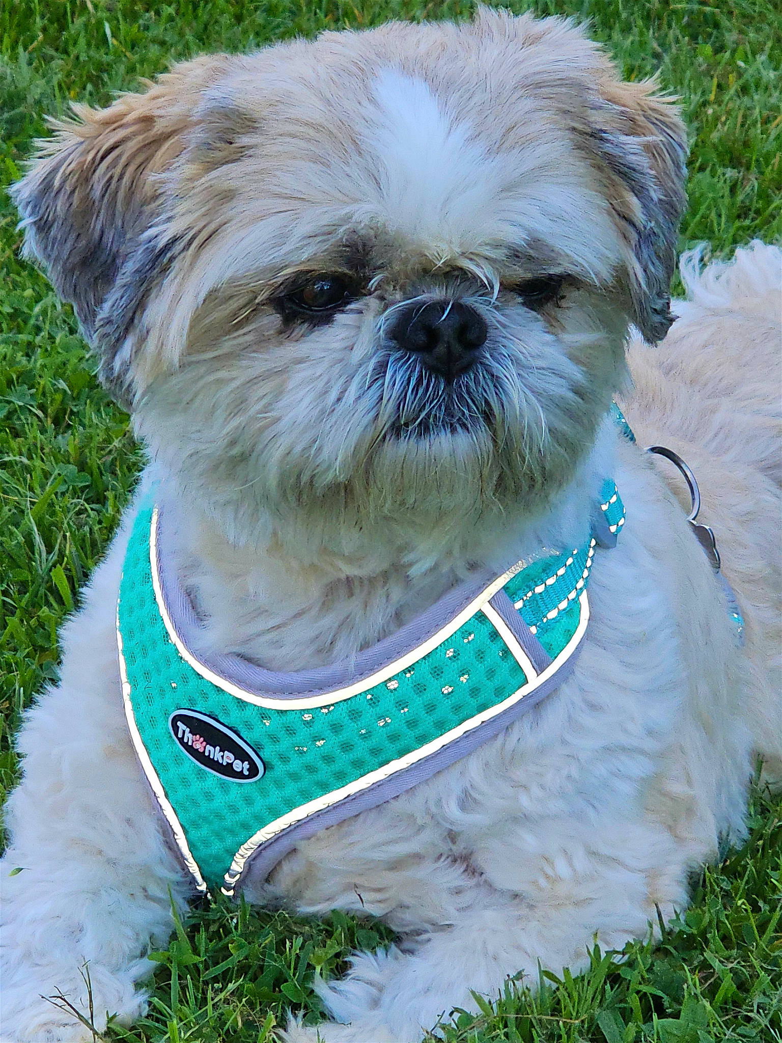 Loupiot participe au concours pour gagner de l'argent avec cette photo : canidae, carnivore, collar, companion_dog, dog, dog_breed, dog_collar, dog_supply, fawn, grass, liver, pet_supply, plant, shih_tzu, small_terrier, snout, sporting_group, terrestrial_animal, terrier, toy_dog
