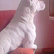 Falco participe au concours pour gagner de l'argent avec cette photo : animal, calm, canine, couch, dog, domestic_animal, floor, furniture, house, indoor, living_room, looking_away, orange_couch, pet, quiet, resting, seated, side_view, wall, white_dog