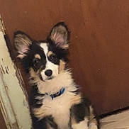Whiskey joined the competition — help win amazing prizes! puppy, dog, tricolor, ears, sitting, floor, tile, door, indoor, pet, animal, curious, young, collar, furry, cute, brown, black, white, household