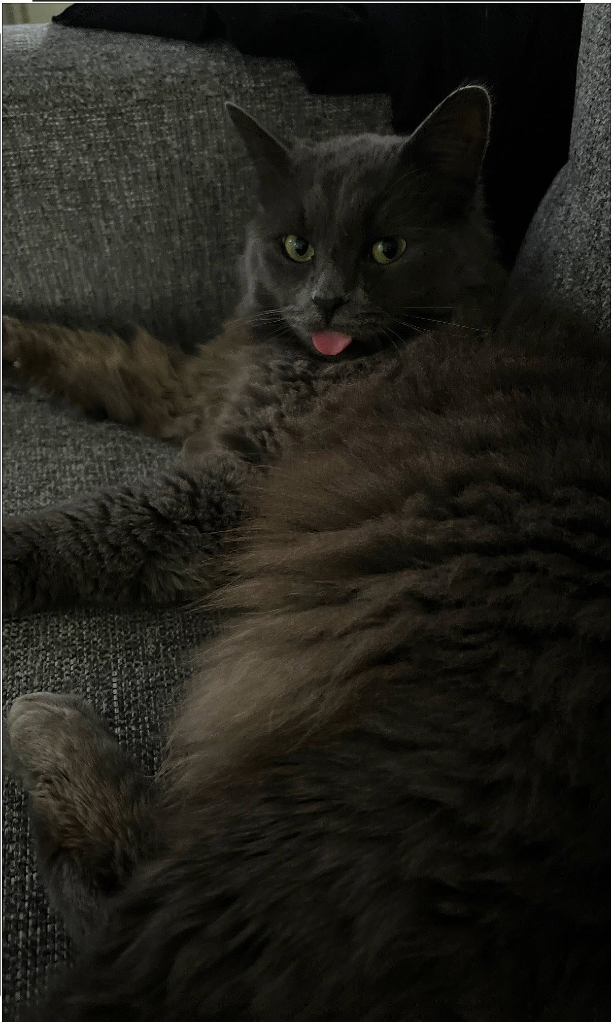 Ash joined the competition — help win amazing prizes! carnivore, cat, domestic_short_haired_cat, felidae, fur, grey, iris, russian_blue, small_to_medium_sized_cats, snout, whiskers