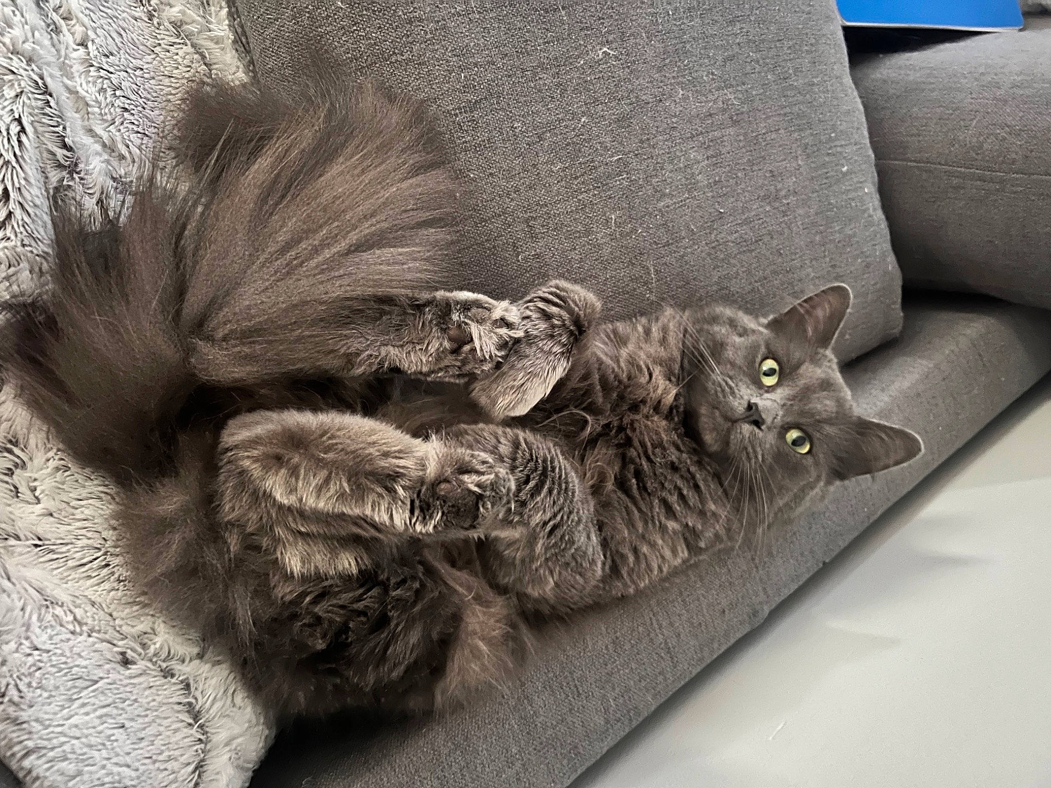 Ash joined the competition — help win amazing prizes! black_cat, carnivore, cat, cat_bed, claw, comfort, couch, domestic_short_haired_cat, felidae, fur, grey, monochrome_photography, nap, paw, small_to_medium_sized_cats, snout, tail, terrestrial_animal, whiskers, window