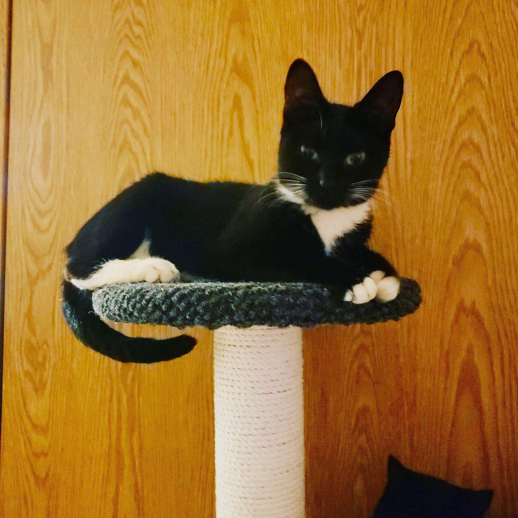 Harley is registered to the contest to win money with this photo: black_cat, carnivore, cat, cat_bed, cat_furniture, cat_supply, comfort, domestic_short_haired_cat, eye, felidae, fur, grey, hardwood, paw, pedestal, pet_supply, small_to_medium_sized_cats, tail, whiskers, wood