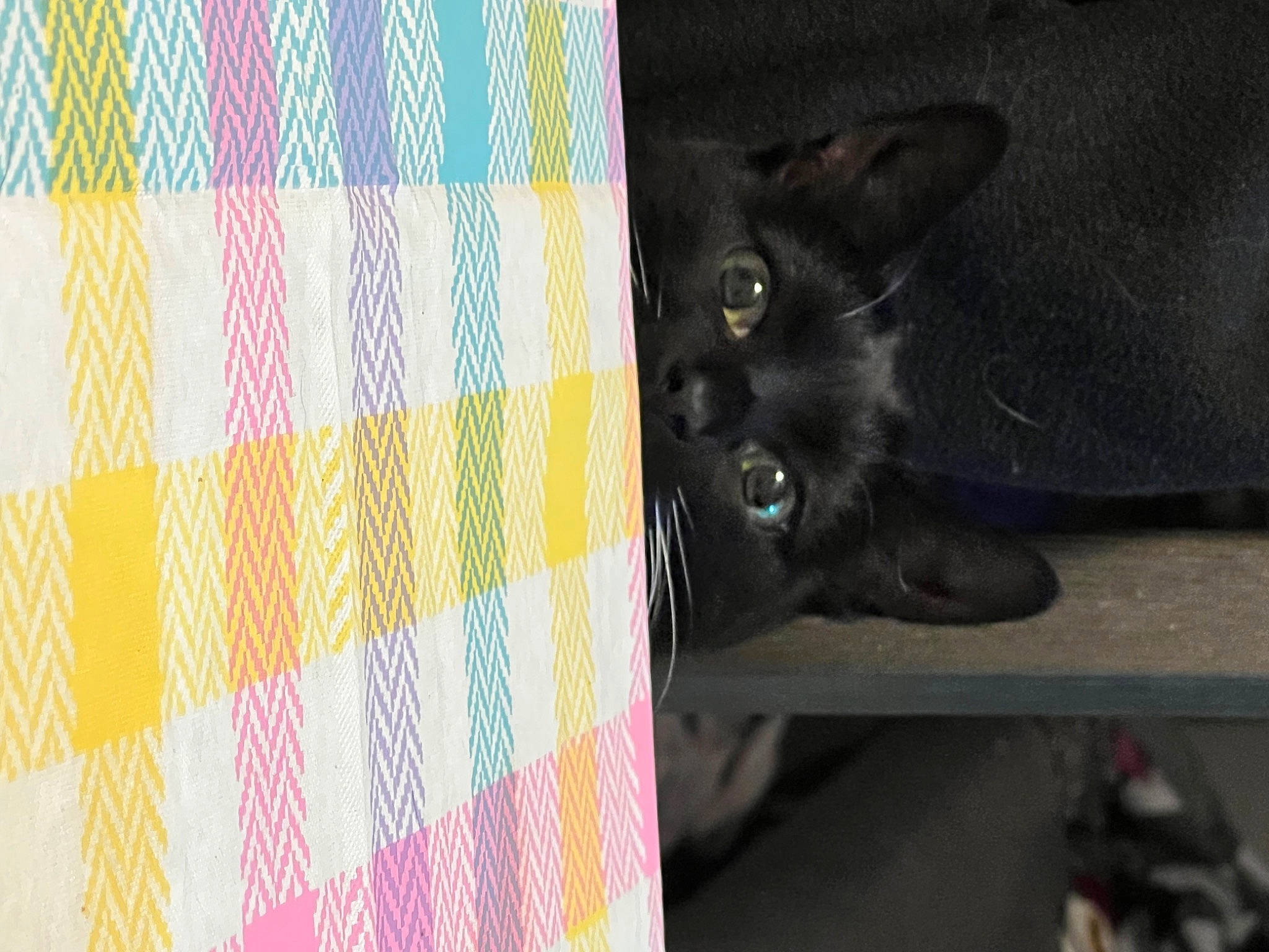 Harley joined the competition — help win amazing prizes! art, black_cat, bombay, carnivore, cat, circle, domestic_short_haired_cat, felidae, fur, grey, linens, magenta, pattern, plaid, small_to_medium_sized_cats, tail, tartan, tints_and_shades, whiskers, woven_fabric