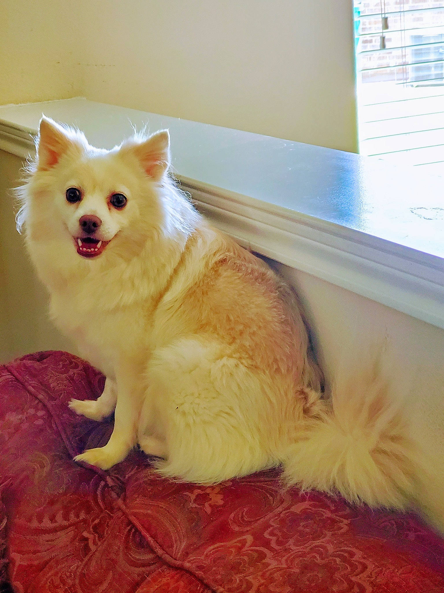 Moxi joined the competition — help win amazing prizes! american_eskimo_dog, canidae, carnivore, dog, dog_breed, fawn, fur, german_spitz, german_spitz_mittel, indian_spitz, japanese_spitz, mammal, non_sporting_group, pomeranian, snout, spitz, tail, vertebrate, volpino_italiano, whiskers