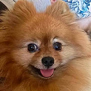 Simba participe au concours pour gagner de l'argent avec cette photo : dog, puppy, fluffy, small_dog, brown_fur, golden_fur, long_hair, happy, smiling, tongue_out, large_eyes, black_nose, close_up, portrait, pet, couch, cushion, indoor, person, tattoo