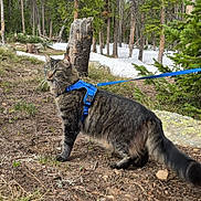 Mako joined the competition — help win amazing prizes! animal, cat, curious, dirt, exploring, forest, grass, harness, leash, mammal, nature, outdoor, pet, pine_trees, rocks, snow, tabby, trees, walking, wildlife