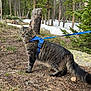 animal, cat, curious, dirt, exploring, forest, grass, harness, leash, mammal, nature, outdoor, pet, pine_trees, rocks, snow, tabby, trees, walking, wildlife