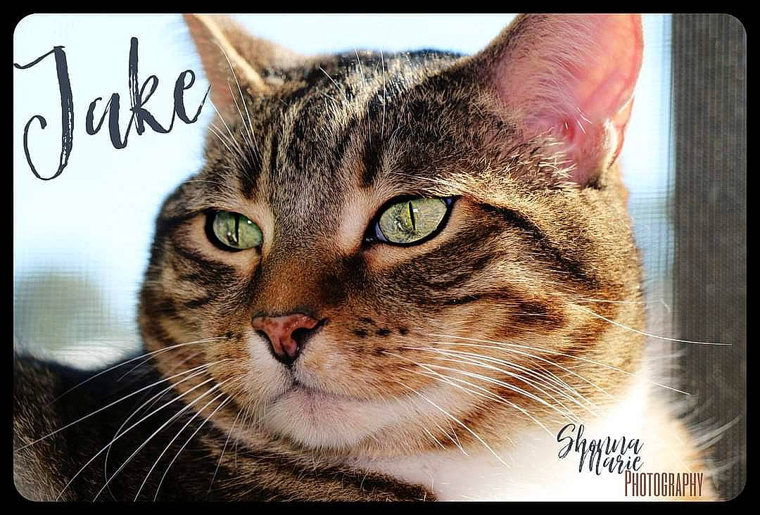 Jake joined the competition — help win amazing prizes! art, carnivore, cat, domestic_short_haired_cat, eye, felidae, fur, handwriting, illustration, paw, photo_caption, rectangle, small_to_medium_sized_cats, snout, square, stock_photography, terrestrial_animal, tree, whiskers, wildlife