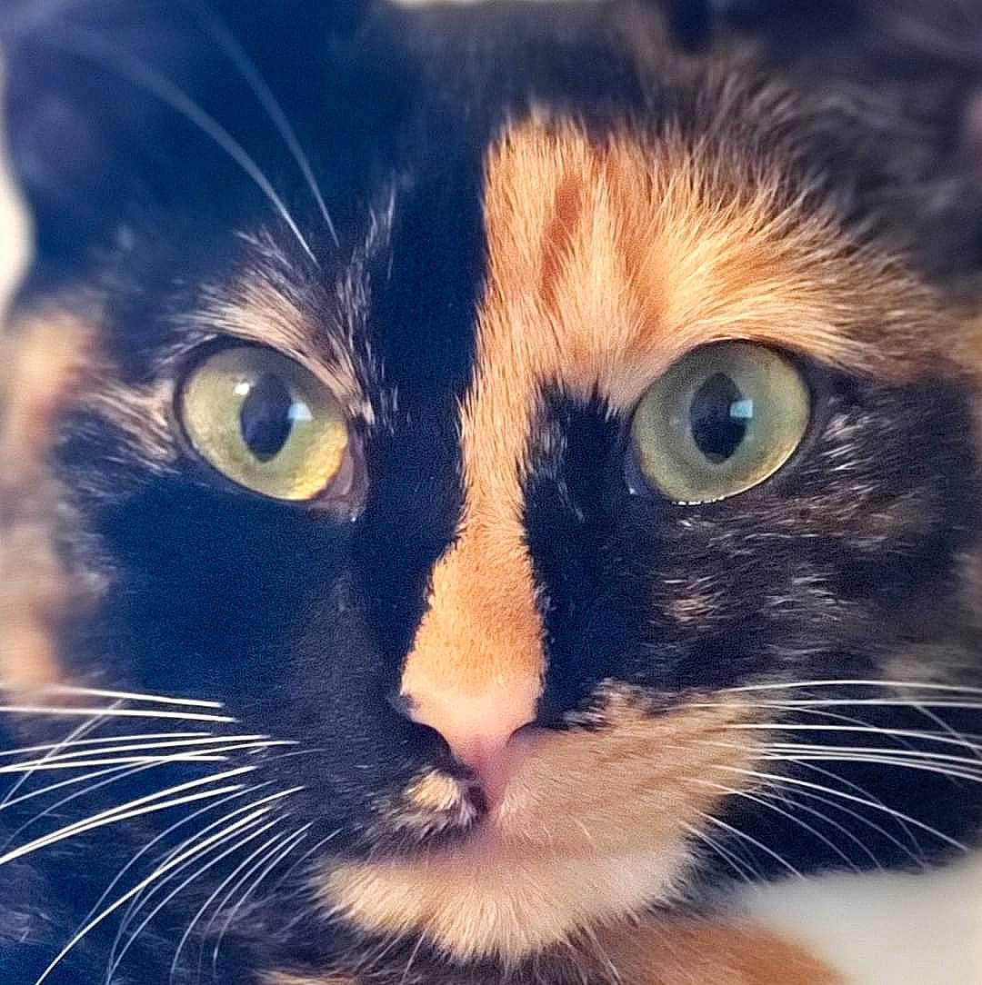 Laura is registered to the contest to win money with this photo: carnivore, cat, close_up, cloud, domestic_short_haired_cat, electric_blue, eye, felidae, fur, head, iris, nose, paw, sky, small_to_medium_sized_cats, snout, square, tail, whiskers, window