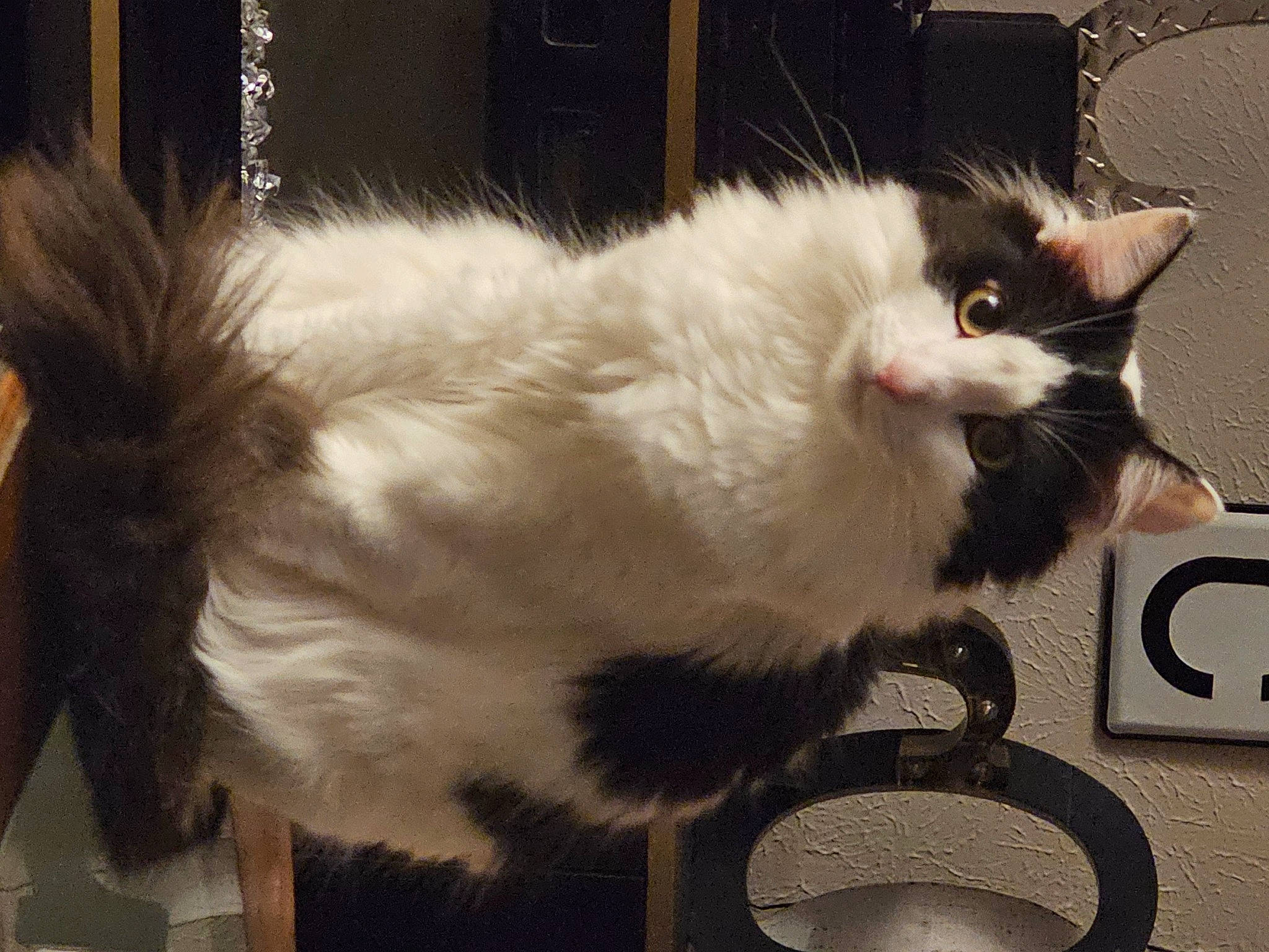 Zaylee joined the competition — help win amazing prizes! box, cardboard, carnivore, cat, cat_supply, claw, domestic_short_haired_cat, felidae, fur, metal, paw, pet_supply, small_to_medium_sized_cats, snout, tail, whiskers