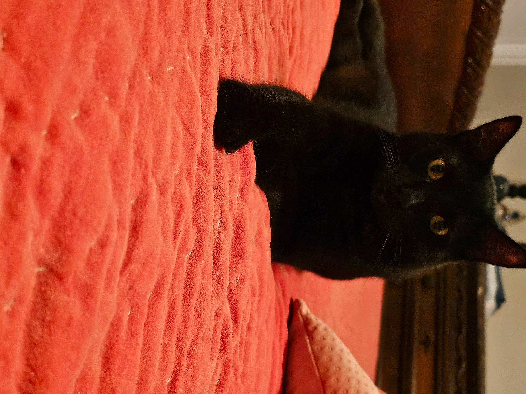 Charlie joined the competition — help win amazing prizes! black_cat, bombay, carmine, carnivore, cat, domestic_short_haired_cat, door, felidae, fur, magenta, pattern, plant, shadow, small_to_medium_sized_cats, snout, tail, terrestrial_animal, tints_and_shades, whiskers, wood