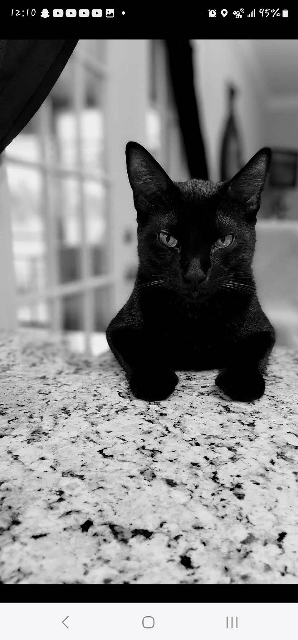 Charlie joined the competition — help win amazing prizes! black, black_and_white, black_cat, bombay, carnivore, cat, domestic_short_haired_cat, felidae, flooring, fur, grey, monochrome, monochrome_photography, paw, shadow, small_to_medium_sized_cats, snout, tail, terrestrial_animal, whiskers