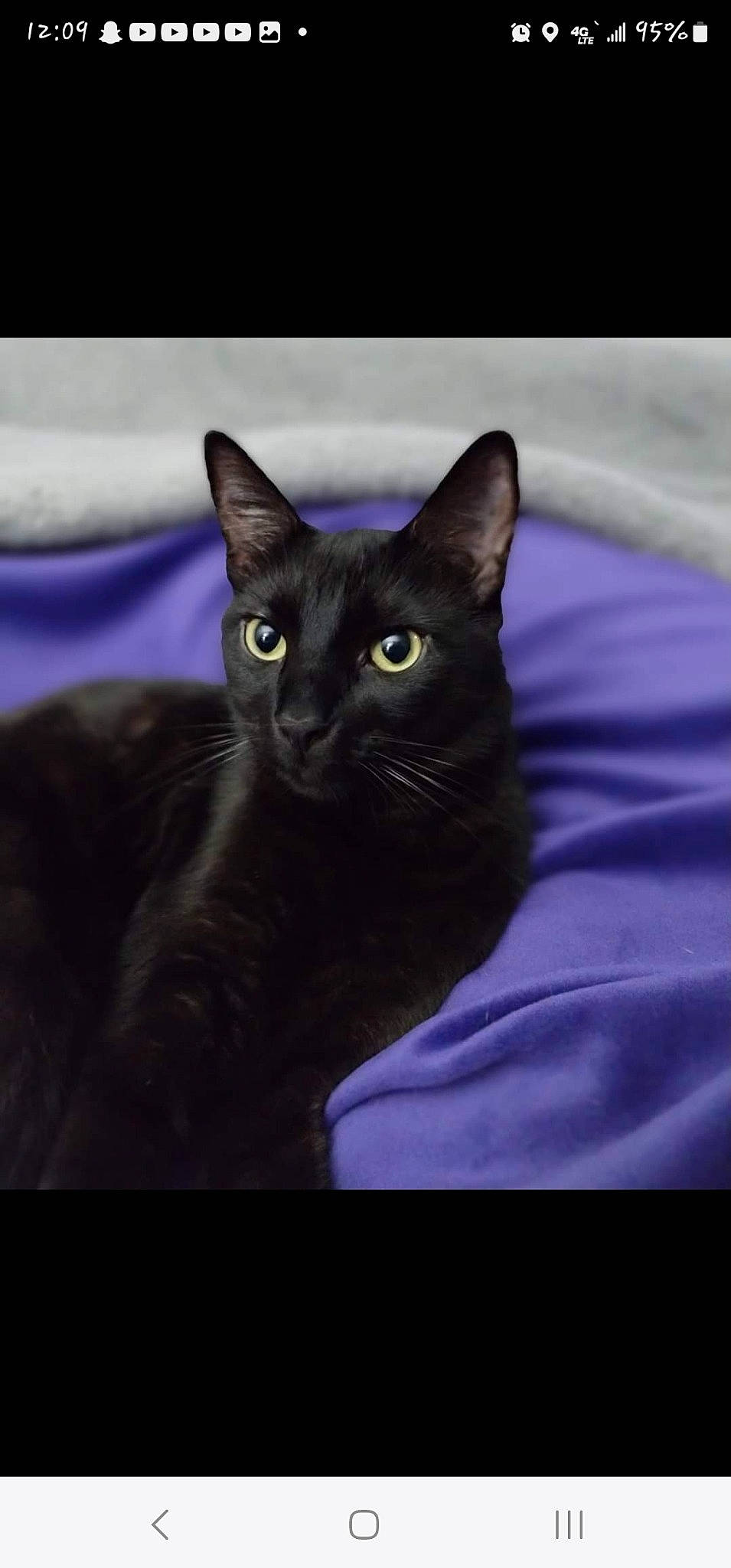 Charlie is registered to the contest to win money with this photo: black_cat, carnivore, cat, comfort, domestic_short_haired_cat, electric_blue, felidae, fur, grey, purple, small_to_medium_sized_cats, snout, terrestrial_animal, whiskers