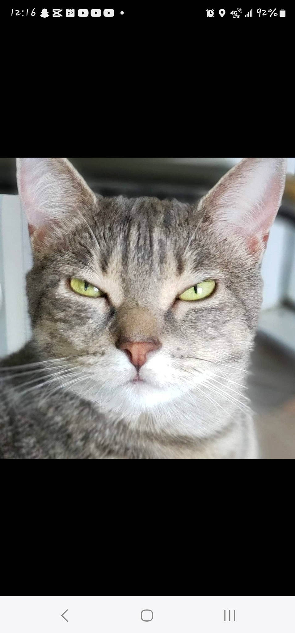 Phoebe joined the competition — help win amazing prizes! carnivore, cat, close_up, curious, domestic_short_haired_cat, ear, felidae, fur, photo_caption, rectangle, small_to_medium_sized_cats, snout, tree, whiskers, wildlife, window