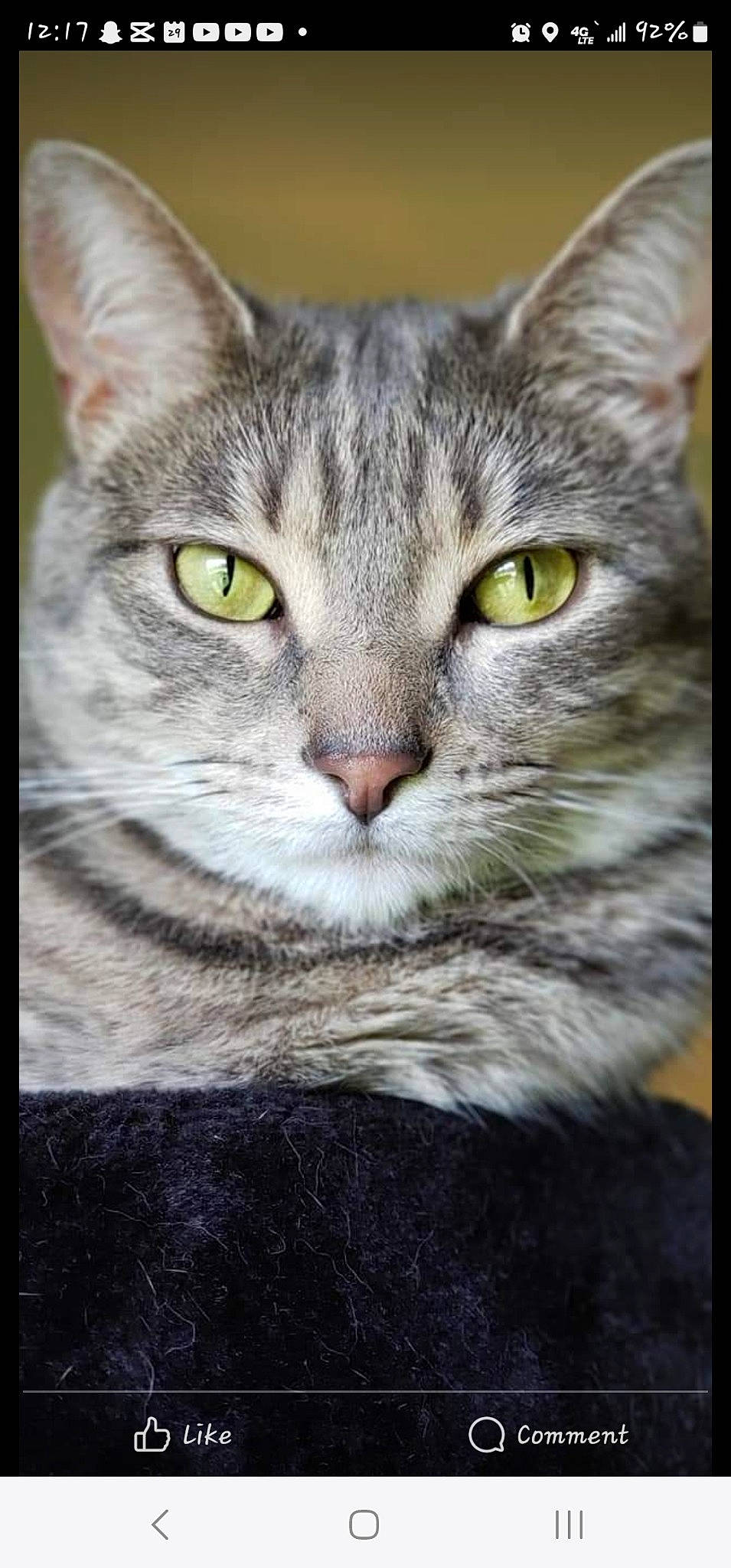 Phoebe is registered to the contest to win money with this photo: art, carnivore, cat, domestic_short_haired_cat, door, felidae, fur, paw, rectangle, small_to_medium_sized_cats, snout, terrestrial_animal, tree, whiskers, window