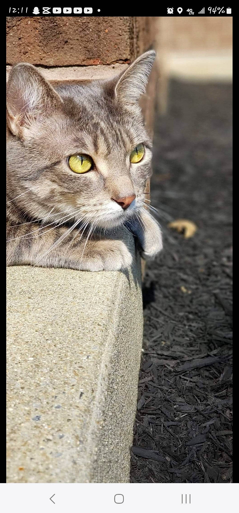 Phoebe is registered to the contest to win money with this photo: carnivore, cat, claw, domestic_short_haired_cat, eye, felidae, fur, paw, photo_caption, rectangle, small_to_medium_sized_cats, snout, tail, terrestrial_animal, whiskers, wildlife, window
