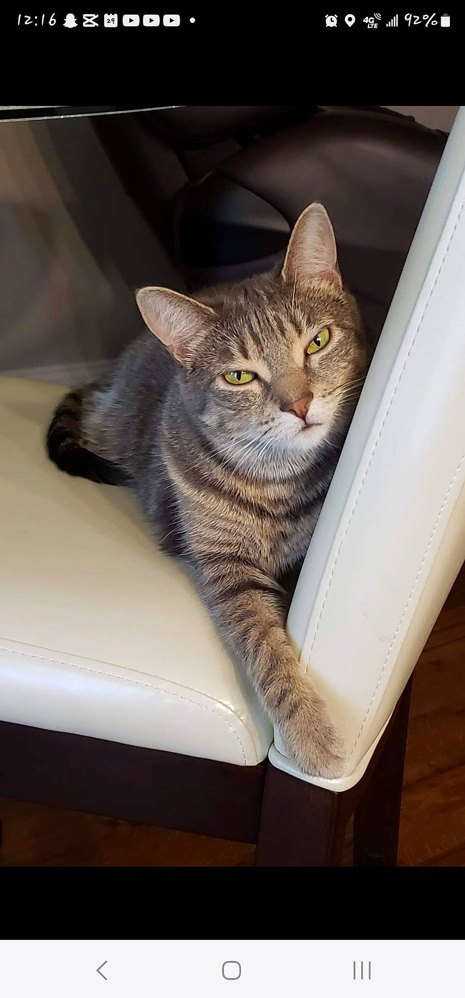 Phoebe joined the competition — help win amazing prizes! carnivore, cat, cat_supply, comfort, domestic_short_haired_cat, felidae, fur, paw, rectangle, small_to_medium_sized_cats, snout, tail, whiskers