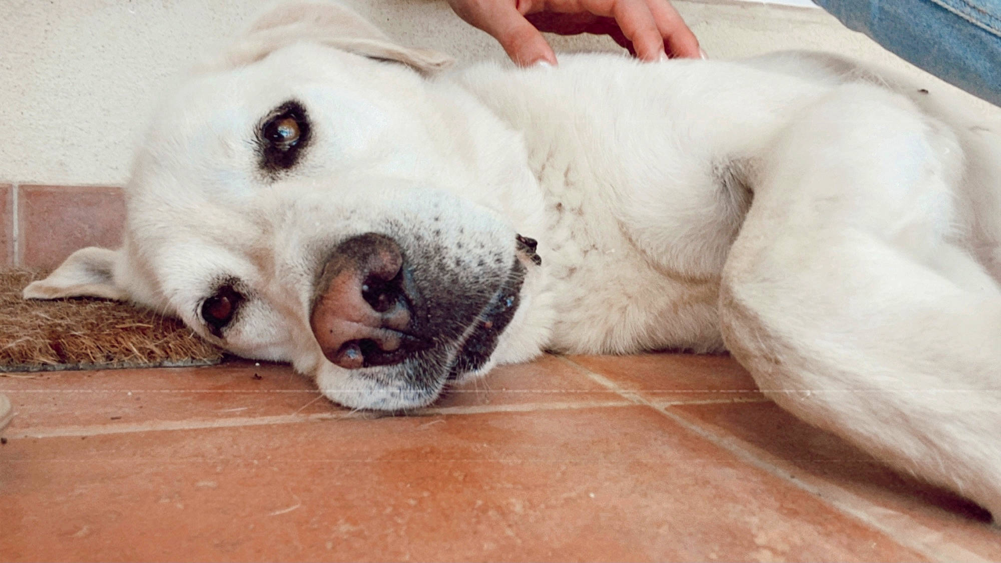 Titou a rejoint le concours — aidez-le/la à gagner de superbes lots ! canidae, carnivore, collar, comfort, companion_dog, dog, dog_breed, eye, fawn, flooring, fur, non_sporting_group, paw, pet_supply, retriever, snout, sporting_group, terrestrial_animal, whiskers, working_animal