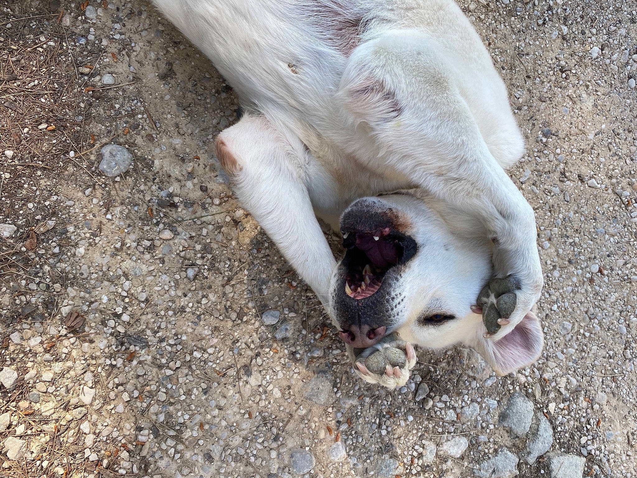 Titou a rejoint le concours — aidez-le/la à gagner de superbes lots ! carnivore, claw, comfort, companion_dog, dog, dog_breed, fawn, foot, fur, human_body, human_leg, paw, snout, soil, sporting_group, tail, terrestrial_animal, toe, whiskers, wildlife