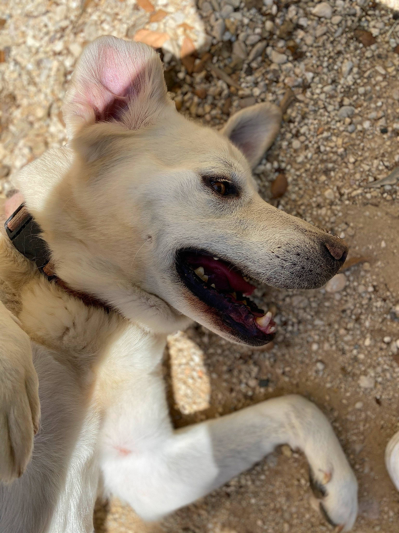 Titou participe au concours pour gagner de l'argent avec cette photo : ancient_dog_breeds, canidae, carnivore, collar, companion_dog, dog, dog_breed, dog_collar, fawn, fur, giant_dog_breed, jaw, mammal, non_sporting_group, snout, sporting_group, terrestrial_animal, vertebrate, working_animal, working_dog