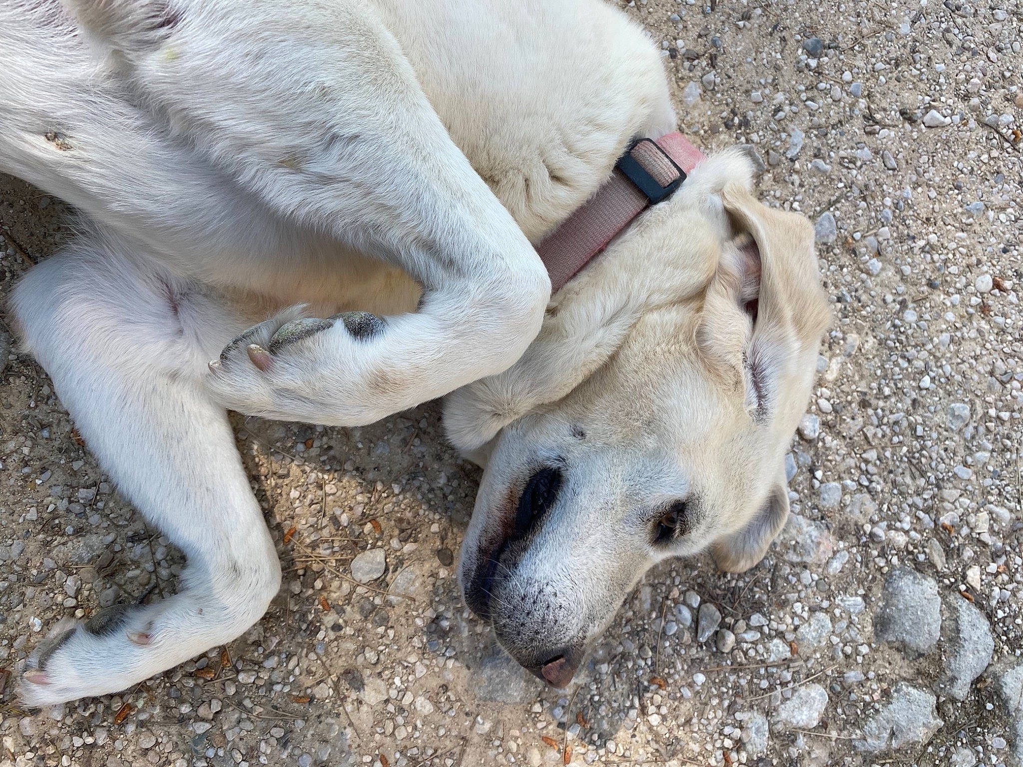 Titou participe au concours pour gagner de l'argent avec cette photo : canidae, carnivore, claw, companion_dog, dog, dog_breed, fawn, non_sporting_group, paw, snout, soil, sporting_group, terrestrial_animal, wildlife, working_animal