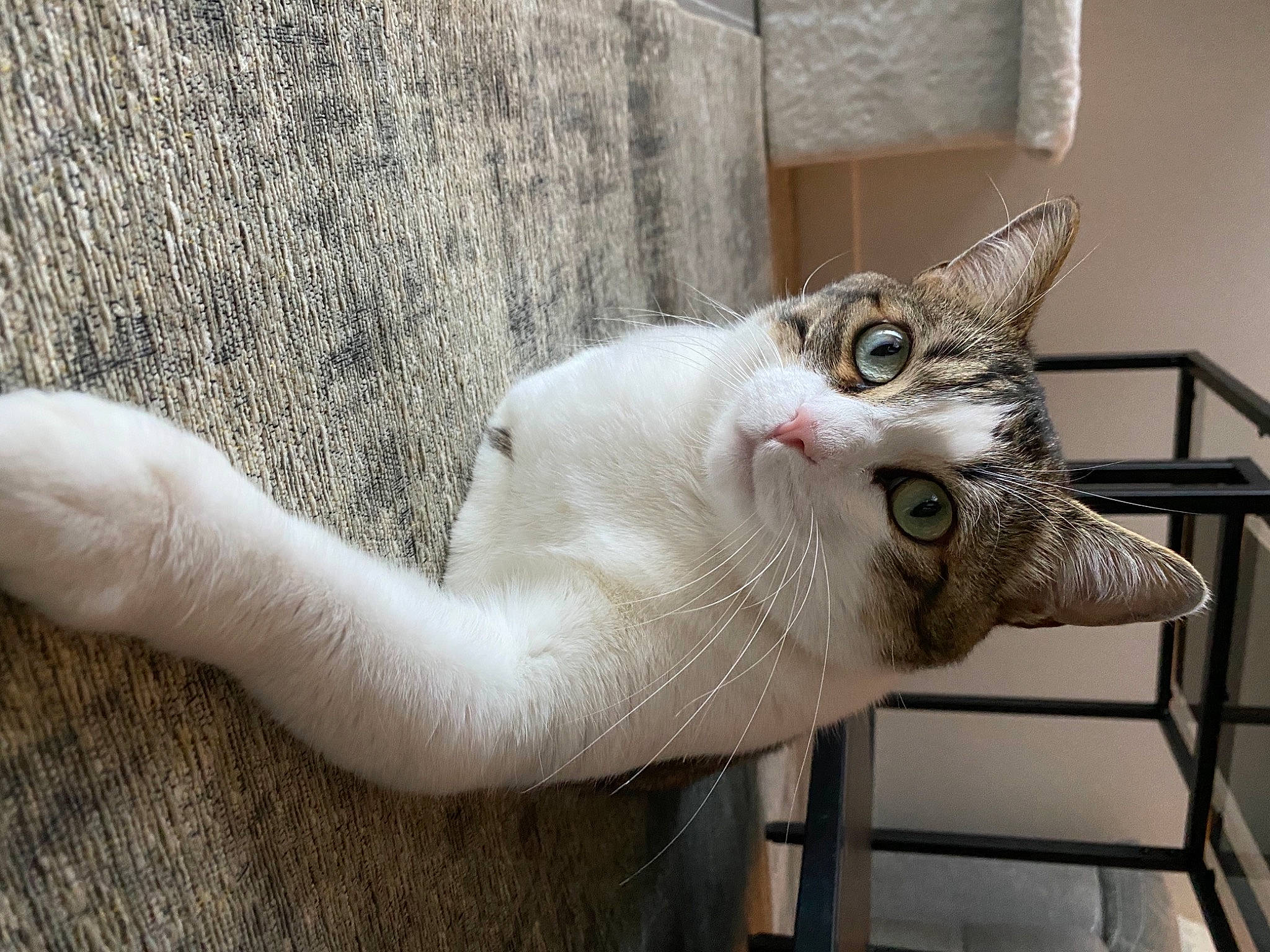 Misty a rejoint le concours — aidez-le/la à gagner de superbes lots ! animal_shelter, carnivore, cat, claw, comfort, domestic_short_haired_cat, door, fawn, felidae, fur, grey, metal, paw, small_to_medium_sized_cats, tail, whiskers, window, wood