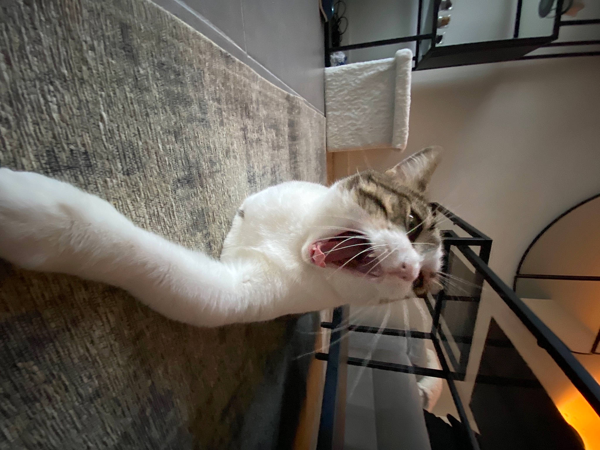 Misty participe au concours pour gagner de l'argent avec cette photo : carnivore, cat, claw, comfort, domestic_short_haired_cat, elbow, fawn, felidae, flooring, fur, human_leg, leg, metal, nail, paw, small_to_medium_sized_cats, snout, tail, whiskers, wood