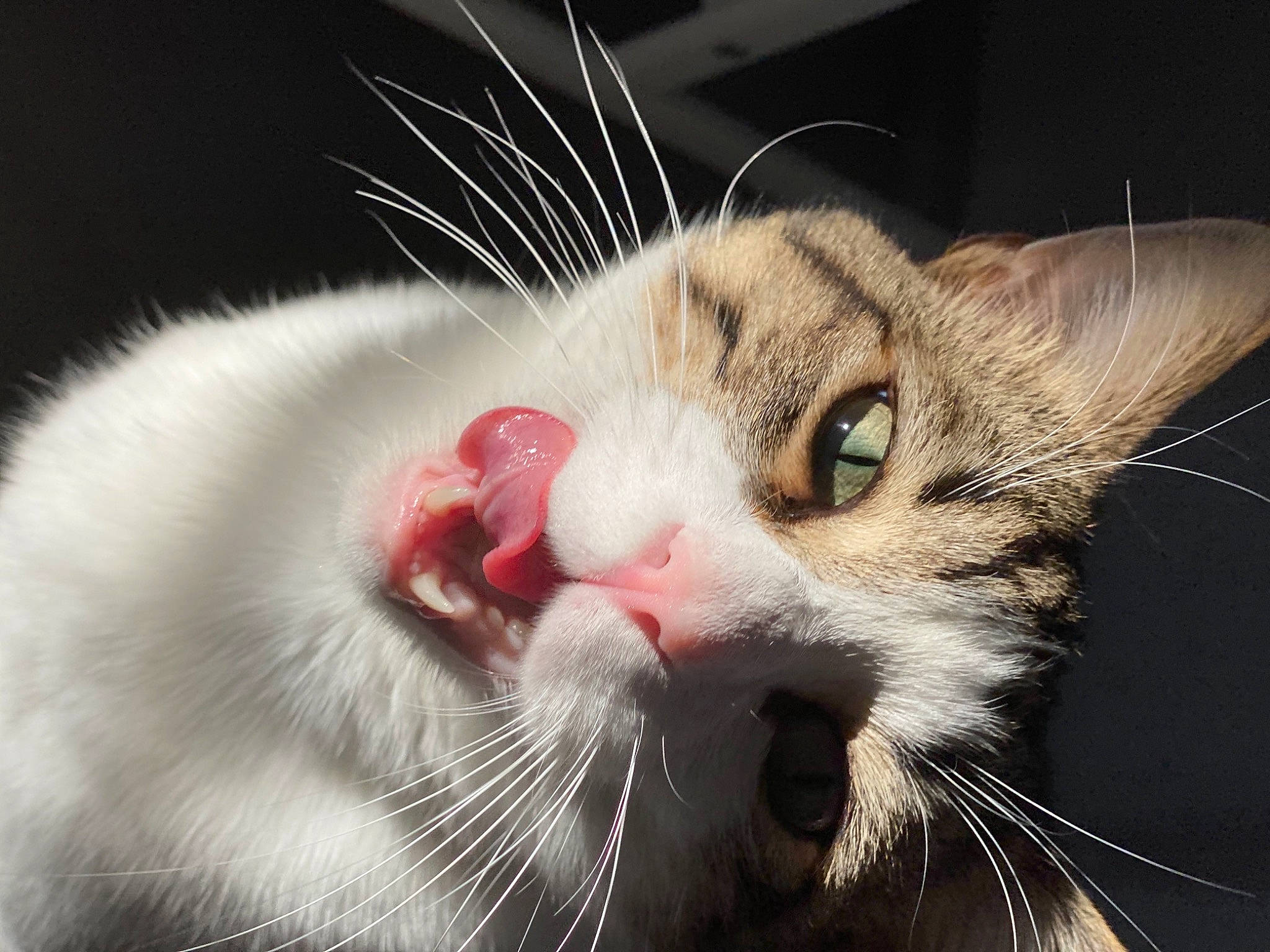 Misty a rejoint le concours — aidez-le/la à gagner de superbes lots ! carnivore, cat, claw, domestic_short_haired_cat, ear, eye, fang, felidae, fur, paw, photo_caption, plant, small_to_medium_sized_cats, snout, tail, whiskers, yawn