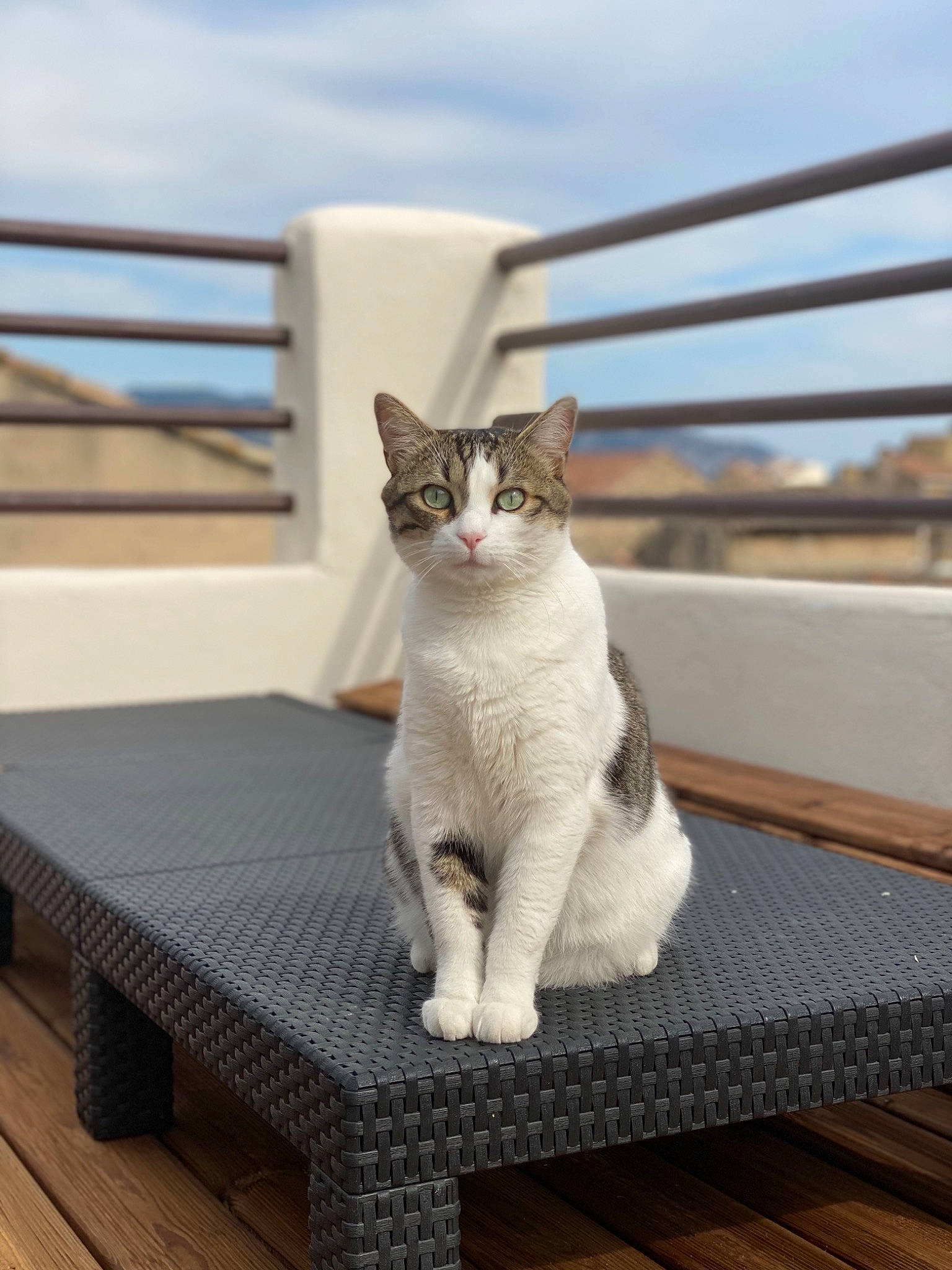 Misty participe au concours pour gagner de l'argent avec cette photo : carnivore, cat, cloud, comfort, fawn, felidae, fur, grey, hardwood, line, outdoor_furniture, pet_supply, rectangle, sitting, sky, small_to_medium_sized_cats, table, tail, whiskers, wood