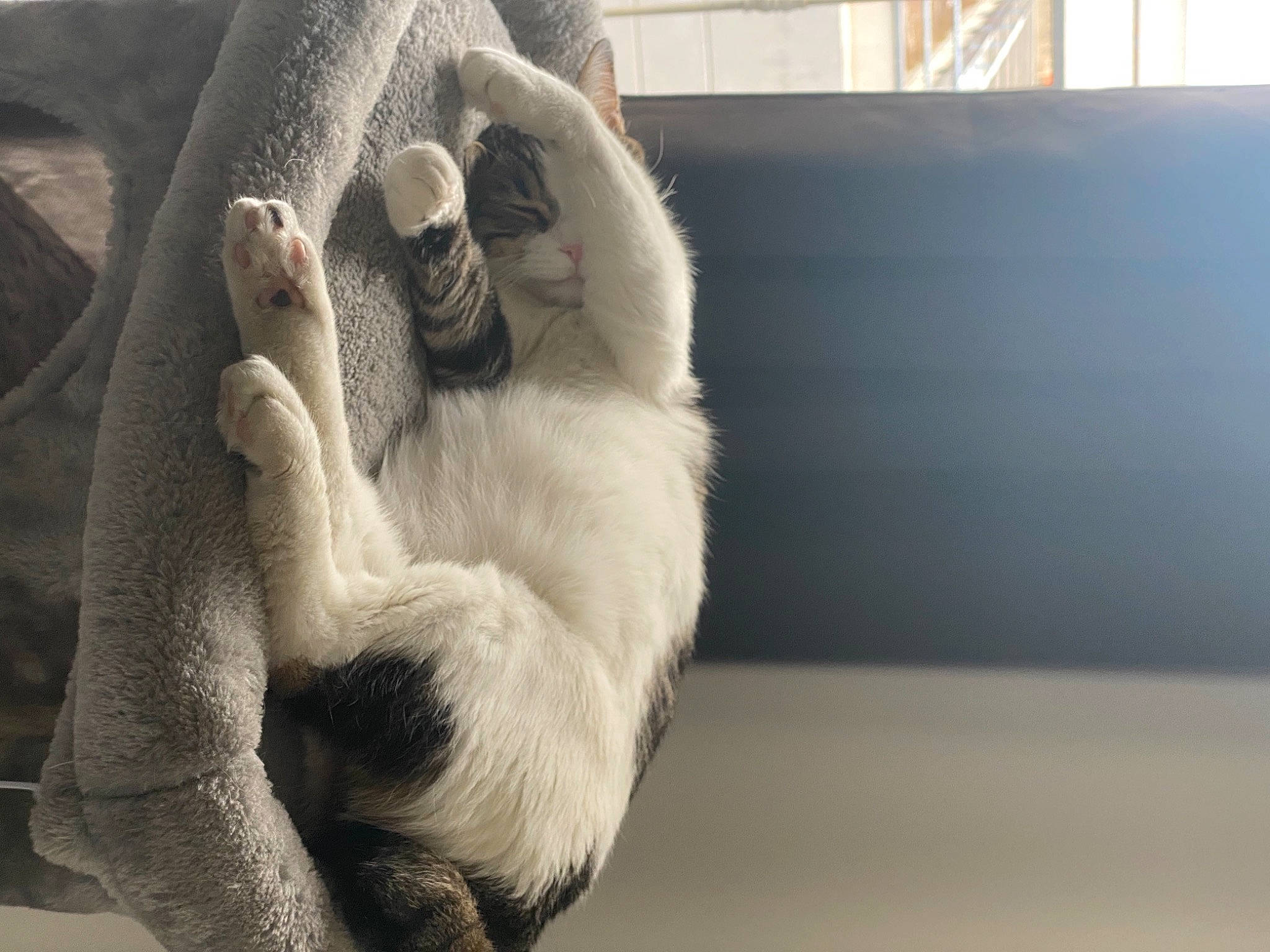 Misty a rejoint le concours — aidez-le/la à gagner de superbes lots ! carnivore, cat, claw, comfort, companion_dog, dog_breed, fawn, felidae, flooring, foot, fur, gesture, natural_material, paw, small_to_medium_sized_cats, snout, sporting_group, tail, terrestrial_animal, whiskers