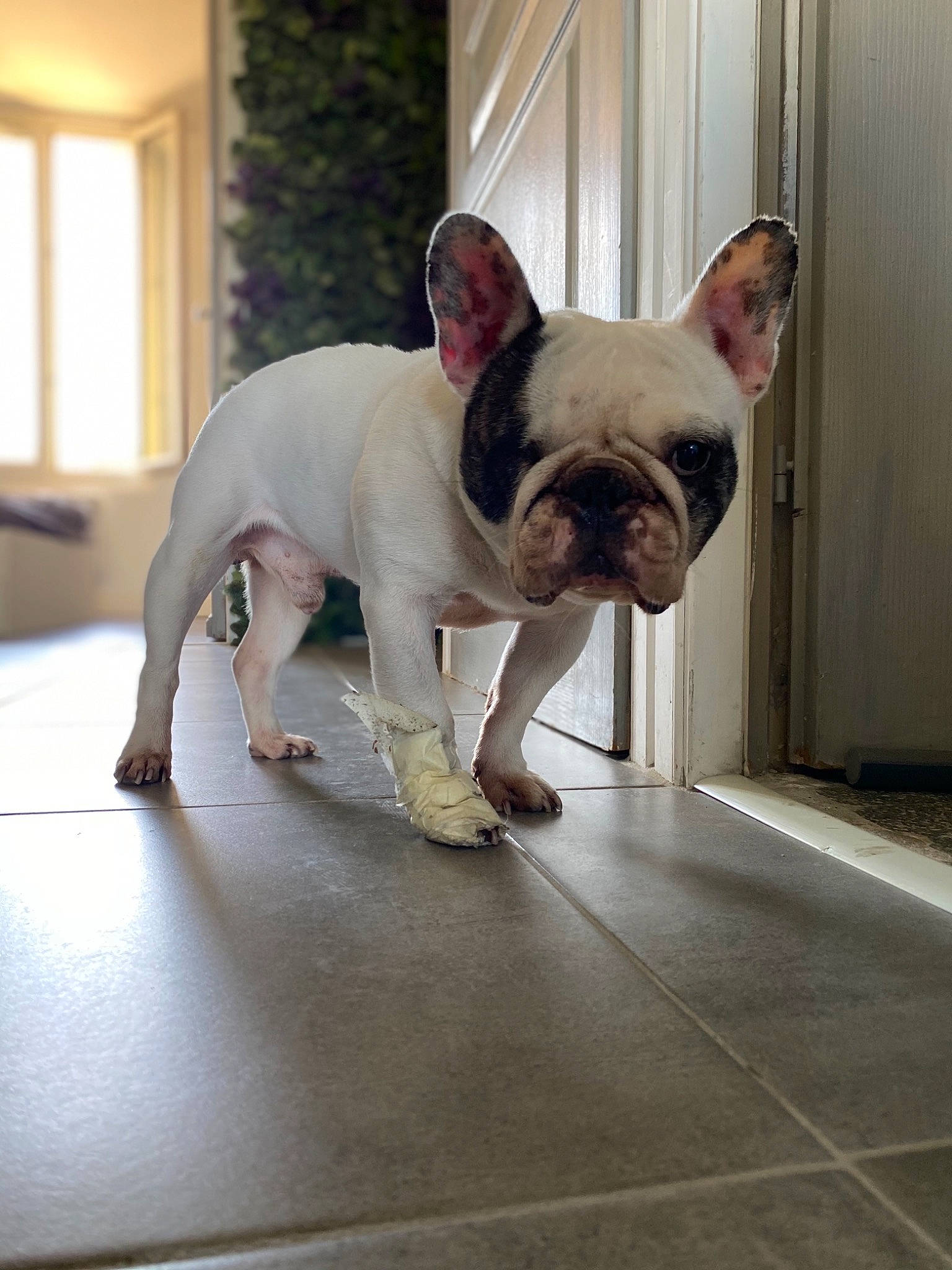 Heaven participe au concours pour gagner de l'argent avec cette photo : bulldog, canidae, carnivore, comfort, companion_dog, dog, dog_breed, ear, fawn, flooring, french_bulldog, human_body, snout, sporting_group, toy_dog, whiskers, window, window_blind, working_animal, wrinkle