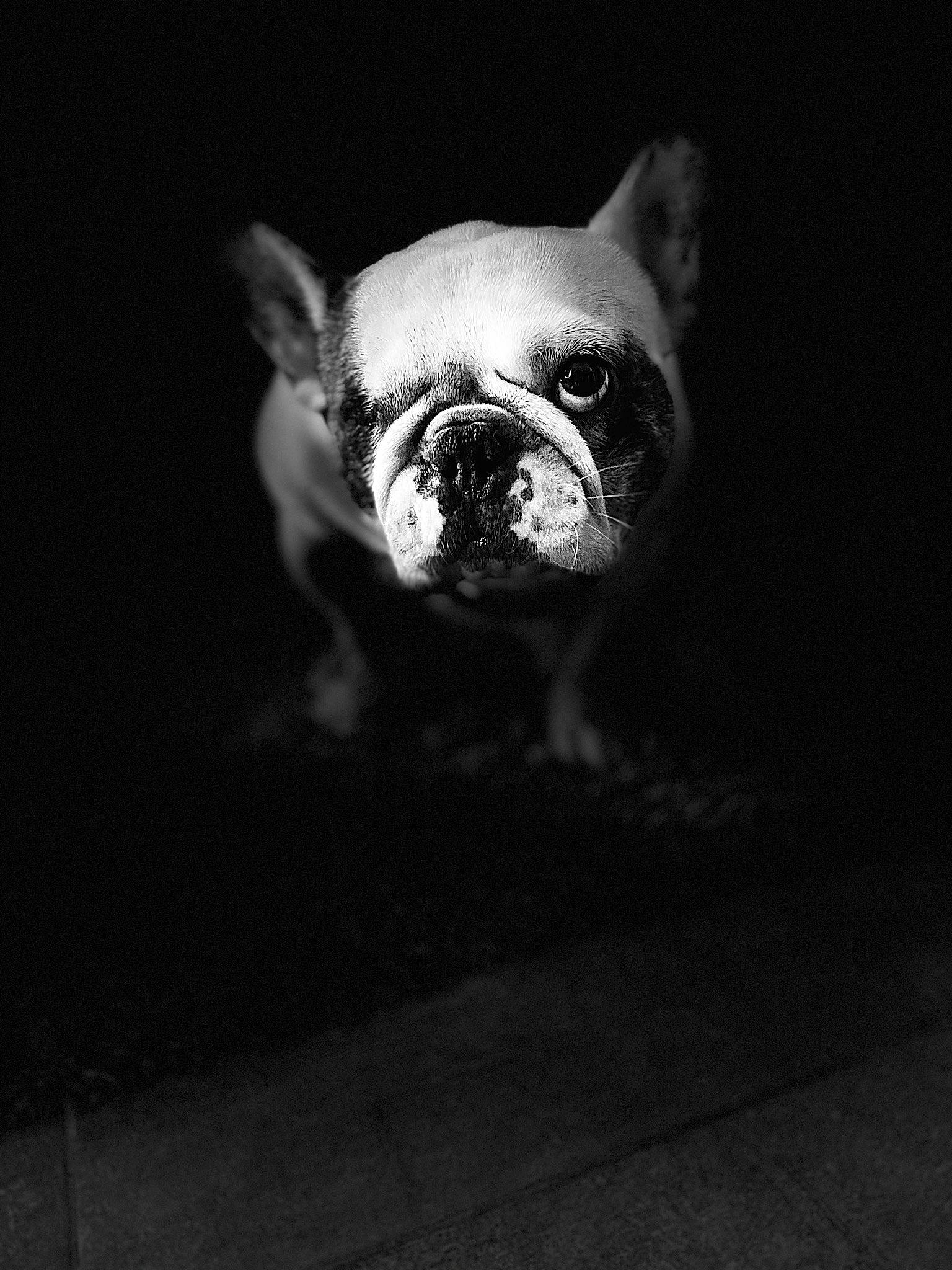 Heaven a rejoint le concours — aidez-le/la à gagner de superbes lots ! art, carnivore, companion_dog, darkness, dog, dog_breed, eye, fawn, flash_photography, grey, human_body, monochrome, monochrome_photography, snout, terrestrial_animal, toy_dog, whiskers, window, working_animal, wrinkle