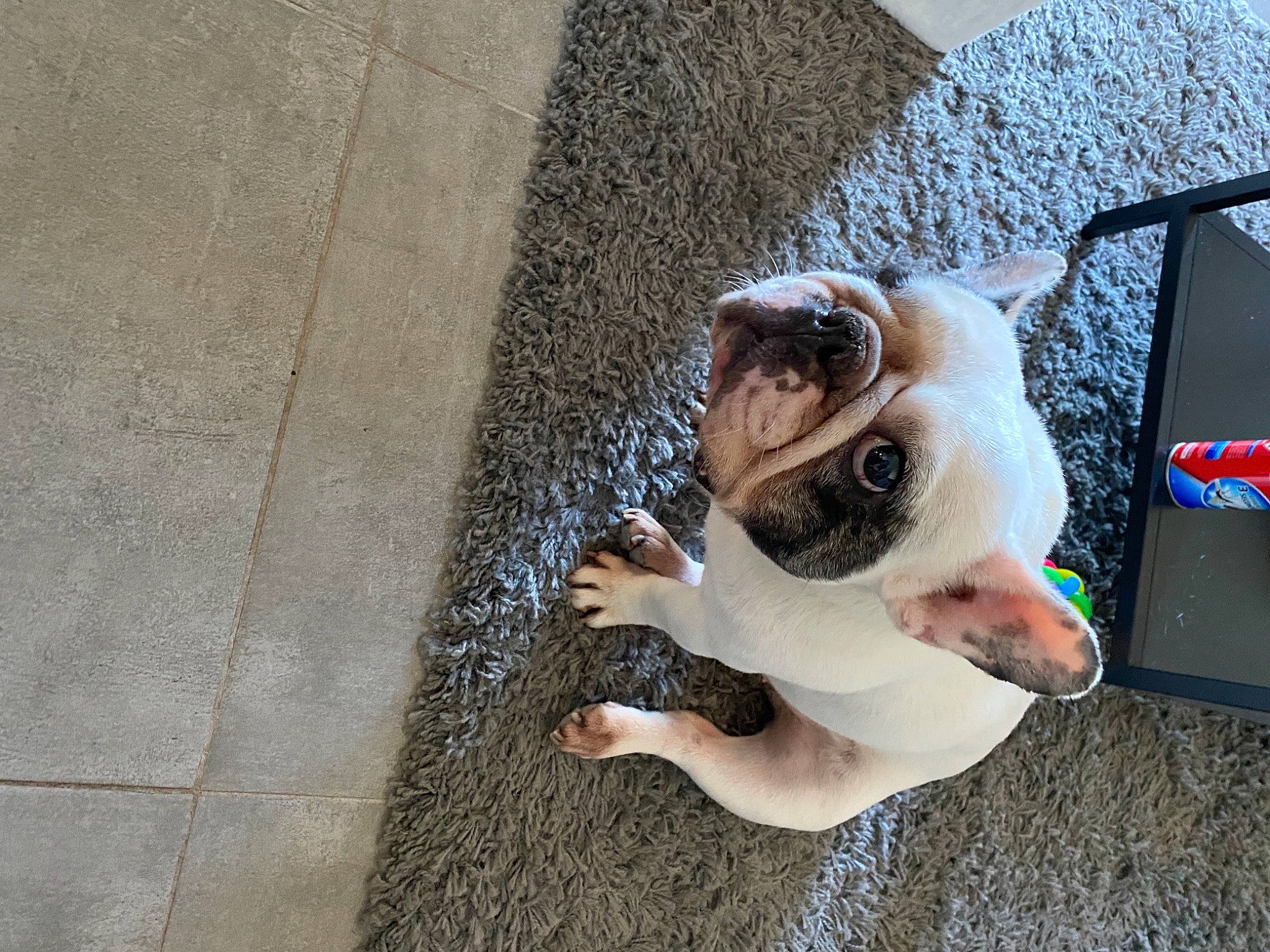 Heaven participe au concours pour gagner de l'argent avec cette photo : asphalt, canidae, carnivore, collar, companion_dog, concrete, dog, dog_breed, dog_collar, eyewear, fawn, glasses, leash, road_surface, sidewalk, snout, sporting_group, street_fashion, sunglasses, working_animal