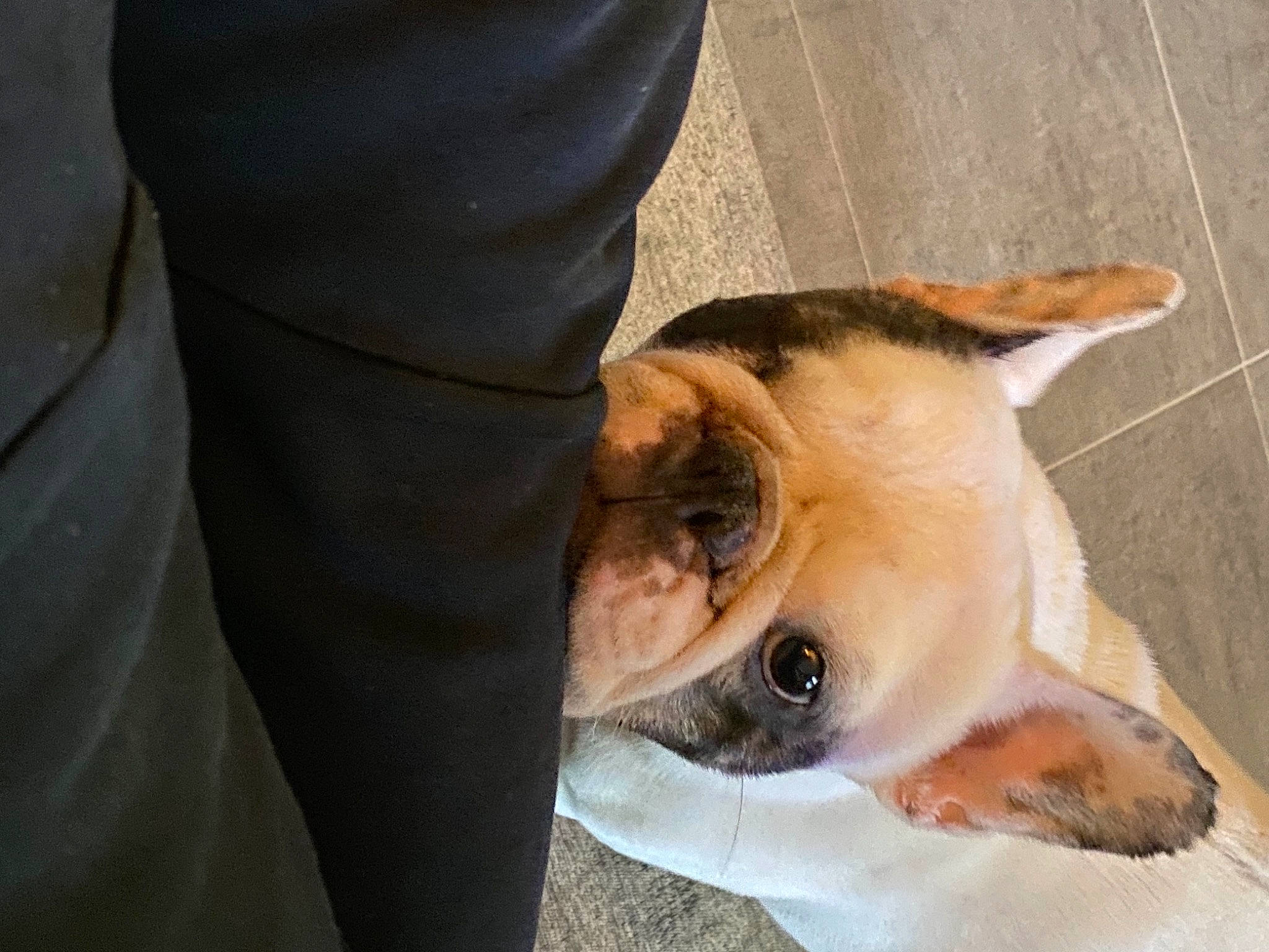 Heaven a rejoint le concours — aidez-le/la à gagner de superbes lots ! canidae, carnivore, collar, comfort, companion_dog, dog, dog_breed, fawn, fur, nap, paw, puppy, snout, sporting_group, terrestrial_animal, terrier, toy_dog, whiskers, working_animal, wrinkle