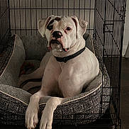 Luna is registered to the contest to win money with this photo: dog, white_dog, pet, canine, crate, dog_bed, resting, indoor, collar, animal, furniture, floor, paw, quiet, relaxed, looking, cage, comfort, household, domestic