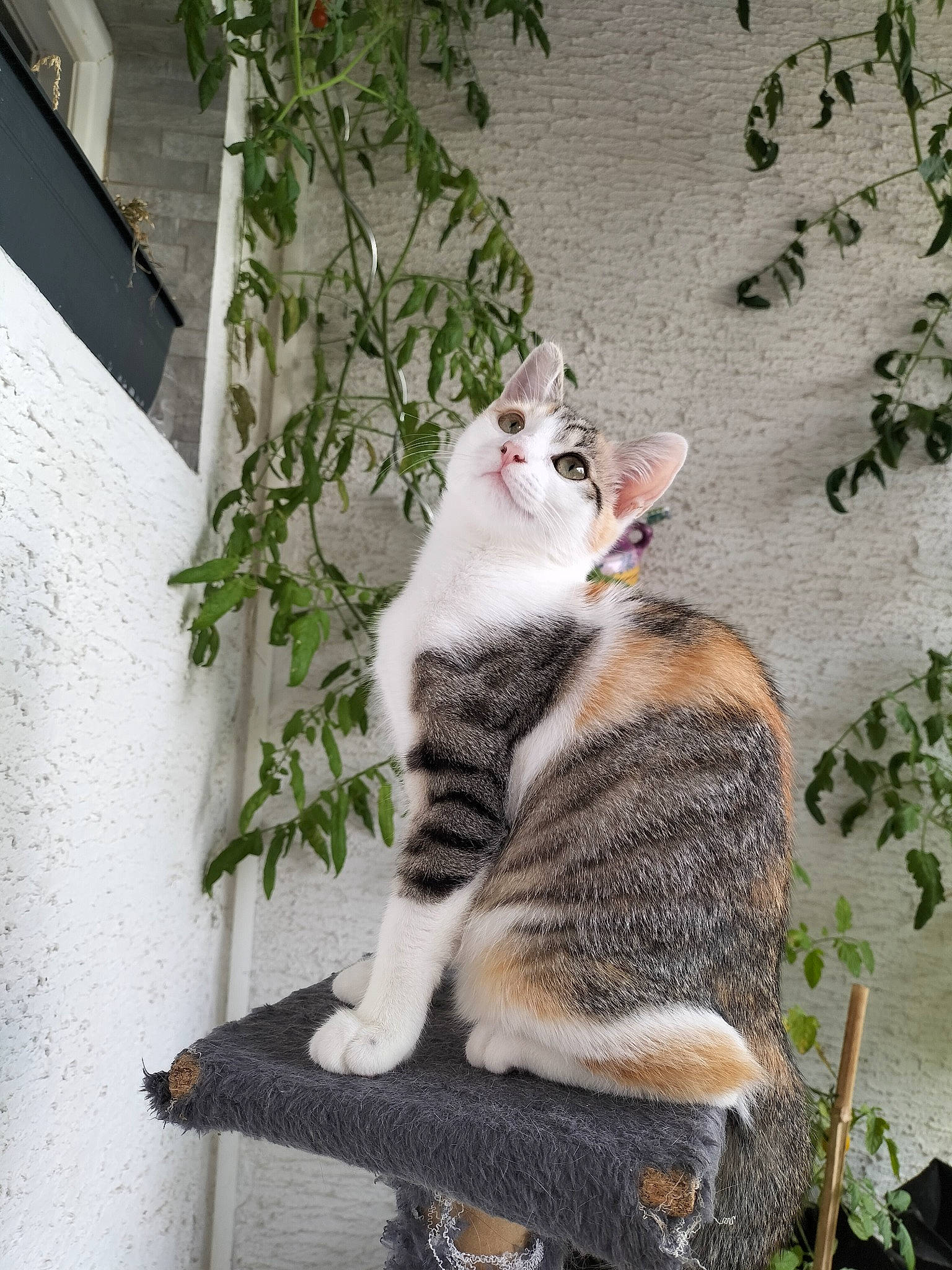 Luna a rejoint le concours — aidez-le/la à gagner de superbes lots ! carnivore, cat, domestic_short_haired_cat, felidae, fur, grass, paw, plant, sitting, small_to_medium_sized_cats, snout, tail, terrestrial_animal, tree, whiskers