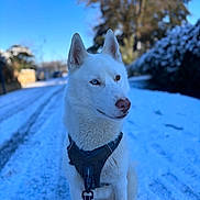 Volt participe au concours pour gagner de l'argent avec cette photo : dog, husky, white_dog, snow, winter, outdoor, blue_sky, harness, leash, portrait, shallow_depth_of_field, bokeh, sitting, cute, pet, fur, pointy_ears, nose, road, trees