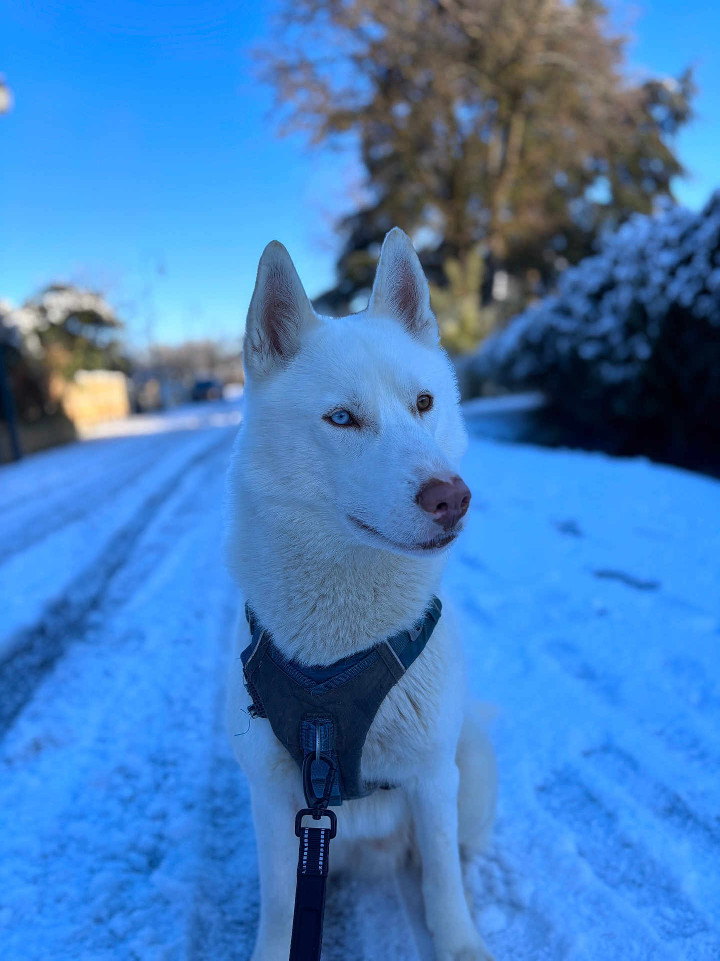 Volt participe au concours pour gagner de l'argent avec cette photo : dog, husky, white_dog, snow, winter, outdoor, blue_sky, harness, leash, portrait, shallow_depth_of_field, bokeh, sitting, cute, pet, fur, pointy_ears, nose, road, trees