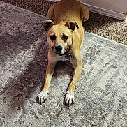 Giz is registered to the contest to win money with this photo: animal, canine, carpet, collar, companion, cute, dog, ears, floor, fur, home, indoor, laying, looking_up, paw, pet, relaxed, tan_dog, waiting, white_paws