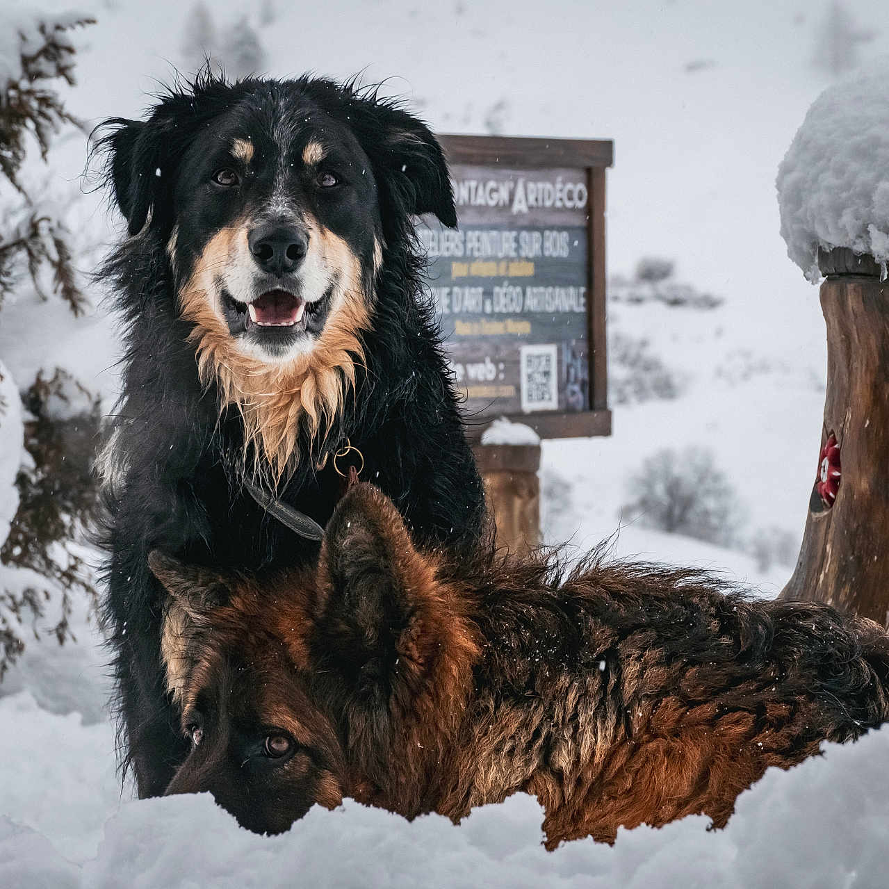 Uno a rejoint le concours — aidez-le/la à gagner de superbes lots ! airedale, animal, canine, dog, germanshepherd, hound, ice, nature, outdoors, pet, plant, snow, storm, terrier, tree, treestump, treetrunk, weather, winter, wolf